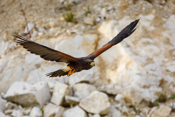 Hawk in flight. Harris's hawk, Parabuteo unicinctus, flying with widely spread wings. Bird of prey...