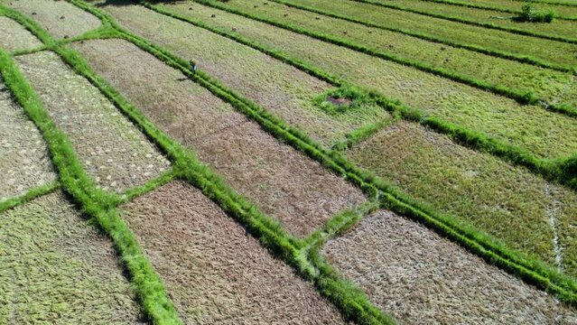 Rizi&egrave;res en terrasses vertes, culture du riz dans les champs &agrave; Palawan aux Philippines