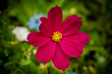 Violet cosmos flower in full bloom with its heart of yellow pollen on a green background.