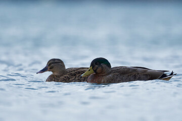 A pair of Mallards swimming in blue sea water