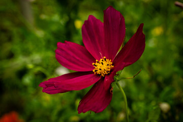 Violet cosmos flower in full bloom with its heart of yellow pollen on a green background.