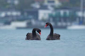 A pair of Black Swans swimming in a calm morning sea