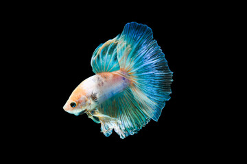 Bright blue halfmoon betta fish swimming beautifully, isolated on black background