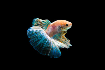 Fototapeta premium Bright blue halfmoon betta fish swimming beautifully, isolated on black background