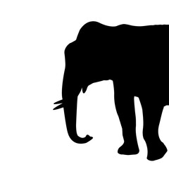 Elephant vector Silhouette, Elephant Head design for Poster, Wall, Home, Glass, Windows, Doors, vehicles. Elephant illustration.