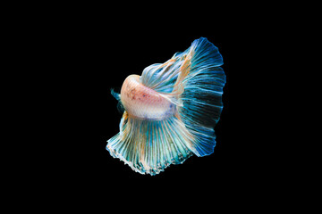 Bright blue halfmoon betta fish swimming beautifully, isolated on black background