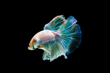 Bright blue halfmoon betta fish swimming beautifully, isolated on black background