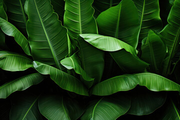 Banana plant, fresh green tropical leaves background