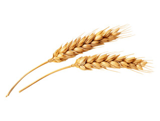 An ear of wheat isolated on transparent or white background, png - obrazy, fototapety, plakaty