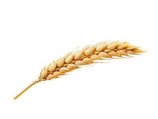 An ear of wheat isolated on transparent or white background, png - obrazy, fototapety, plakaty