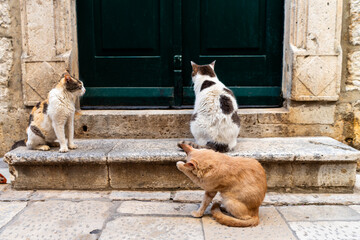 Homeless street cats in the city of Dubrovnik, Croatia