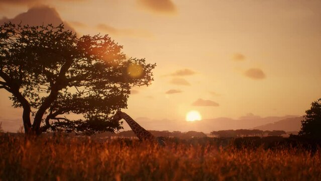 Giraffe feasts on leaves in the African savanna at sunset. Wildlife of Africa.