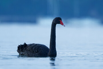 A Black Swan on a beautiful morning in calm sea water
