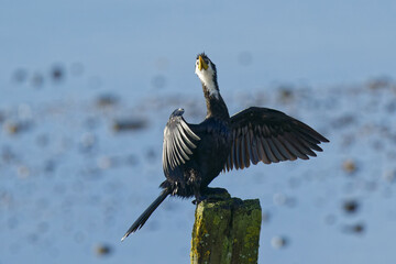 Little Pied Cormorant striking a pose while basking in the Sun