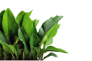 Banana plant, fresh green tropical leaves isolated on transparent background, PNG