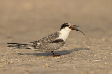 A juvenile White-cheeked Tern trying to swallow a large fish at Tubli, Bahrain