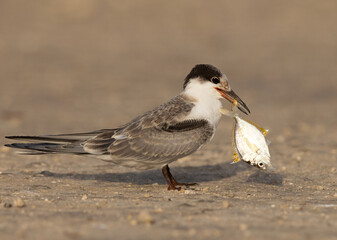 A juvenile White-cheeked Tern dropping a fish at Tubli, Bahrain