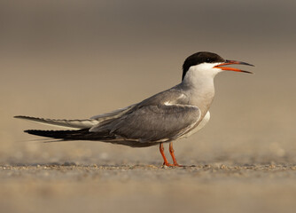 Portrait of White-cheeked Tern perched on the ground at Tubli, Bahrain