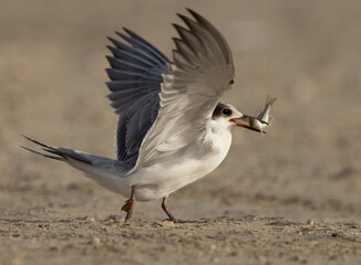 A juvenile White-cheeked Tern with a fish  at Tubli, Bahrain