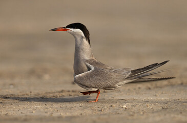 White-cheeked Tern perched on rock at the coast of Tubli, Bahrain
