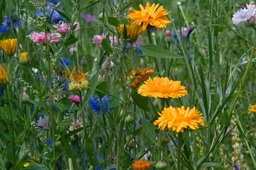 Wild flowers garden close up photo made in the Netherlands