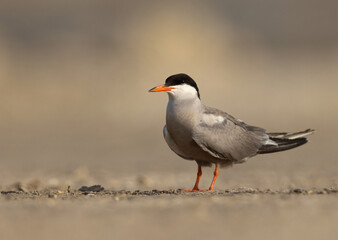 White-cheeked Tern perched on the ground at Tubli, Bahrain