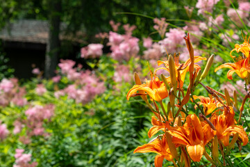 orange lily blossoms on out of focus astilbe flowers