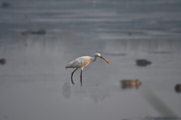 Eurasian spoonbill
