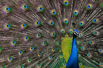 Obraz premium close up of peacock