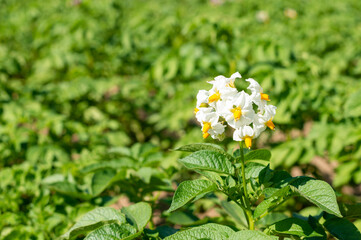 White flower of blooming potato plant. Beautiful white and yellow flowers in bloom growing in homemade garden. Close up. Organic farming, healthy food, BIO viands, back to nature.