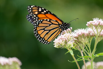 monarch butterfly on a fuzzy pink flower with bokeh background