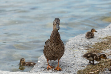 proud protective and curious momma mallard and ducklings by the lake