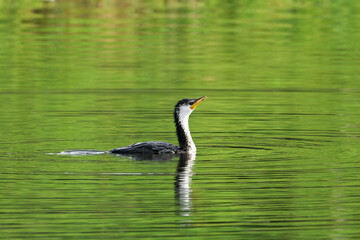 Little pied cormorant swimming in a lake