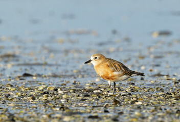Red breasted Dotterel
