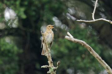 A Song Thrush singing on a beautiful morning
