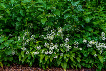 Wild garlic Allium ursinum carpet in forest ready to harvest.