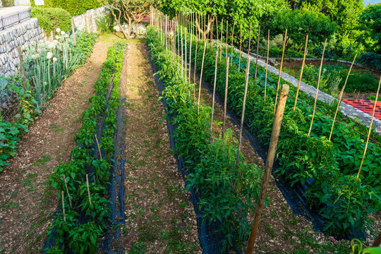Rows of peppers and tomatoes growing in a vegetable garden