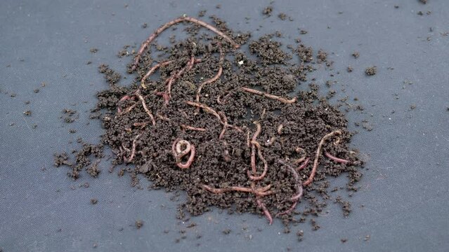 Close up Crawling Red Earthworms in Black Soil Isolated on Black Background. Slow motion. A group of wriggling earthworms in wet compost. Fishing worms. Red worms Dendrobaena. Loosening fertile soil.