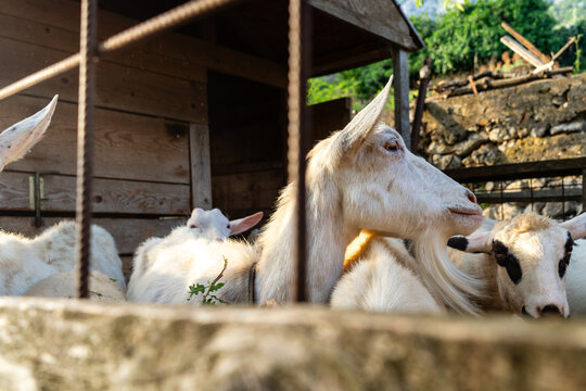 Closeup of goat with a goatee beard