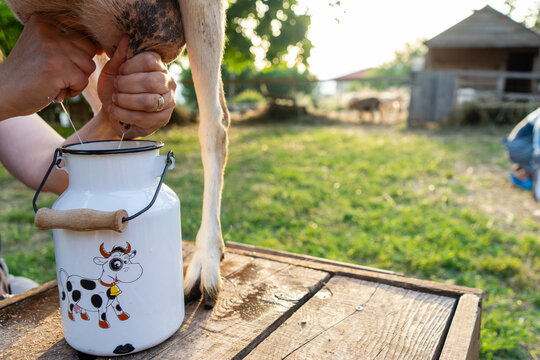 Woman milking a goat on a farm