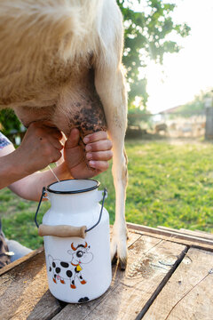 Woman milking a goat on a farm