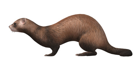 Ferret isolated on a Transparent Background
