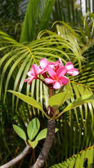 Portrait of Red frangipani flower or pink plumeria flower with nature background.