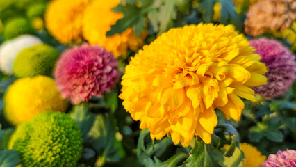 Large yellow Marigold flower are blooming in the garden 