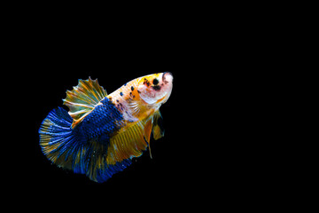 Plakad Yellow Blue betta fish, Fancy Halfmoon Betta, Betta splendens Plakad, moving of Betta fish isolated on black background