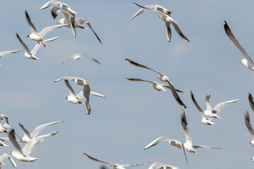 flock of white gulls take off