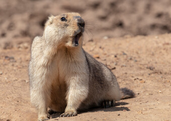 steppe red marmot sits near the hole