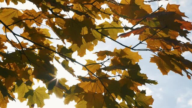 The sun's glare breaks through the autumn foliage of the maple