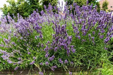 Fototapeta premium Lavandula or lavender flowers planted in a garden.