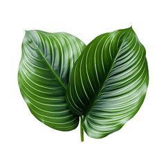 Large green leaves. No background